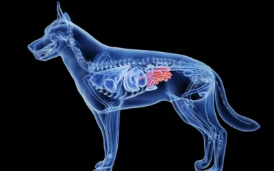 Cum Să Îți Protejezi Animalul de Companie Împotriva Paraziților Interni și Externi: Ghid Complet pentru Proprietarii Responsabili