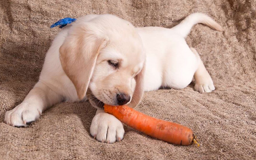 Ce Trebuie Să Știi Despre Dieta Potrivită pentru Animalul Tău de Companie: Alimente Recomandate și Interzise