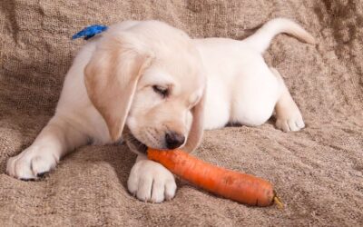 Ce Trebuie Să Știi Despre Dieta Potrivită pentru Animalul Tău de Companie: Alimente Recomandate și Interzise