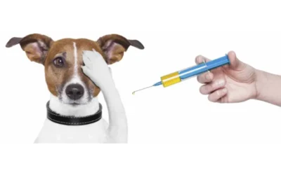 Vaccinarea Anuală la Feline și Caini: Protejându-ți Companionii Păroși